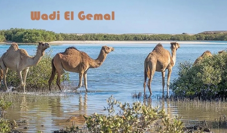 Marsa Alam Safari Tour en Wadi El Gemal