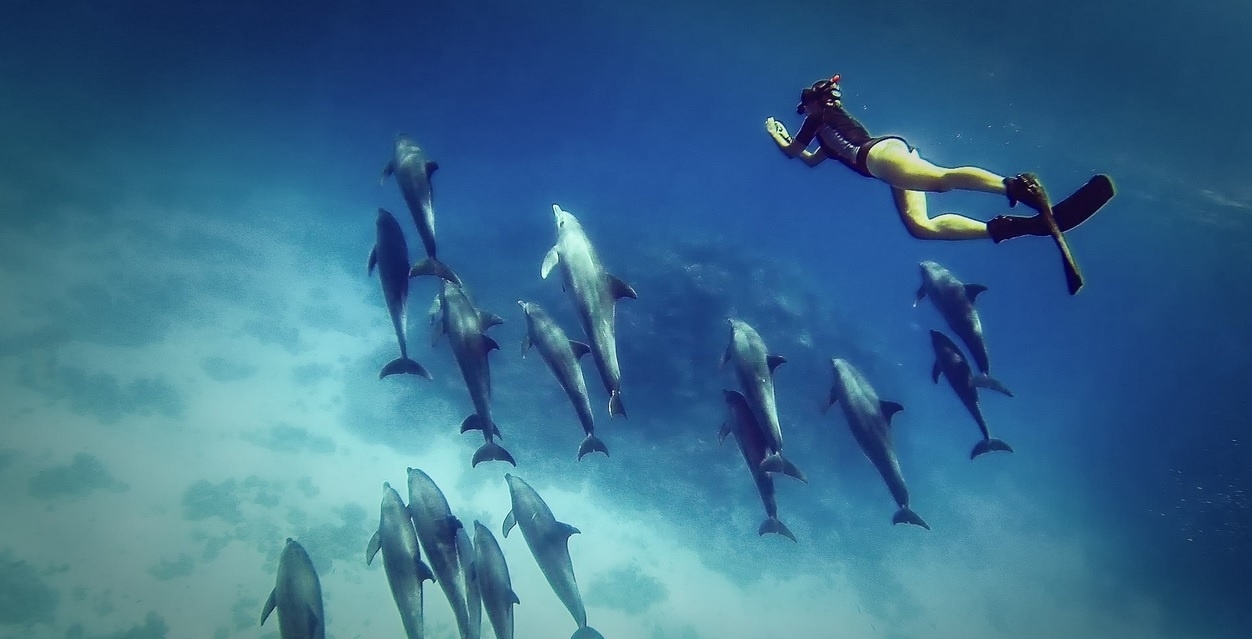 Casa de delfines para Snorkel en Marsa Alam